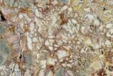 Polished Ibis Jasper Slab - Madagascar #113760-1